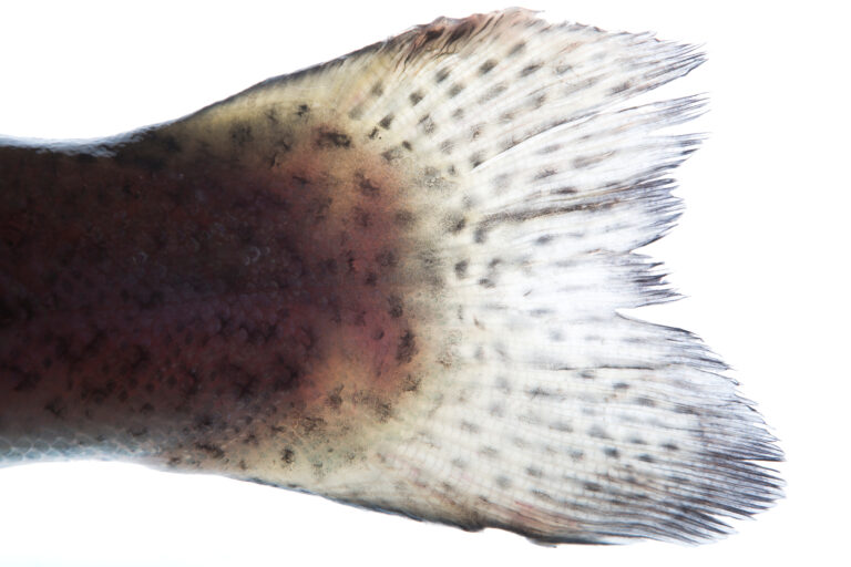 About ProFishCare - Fish Welfare Assessment for sustainable Aquaculture