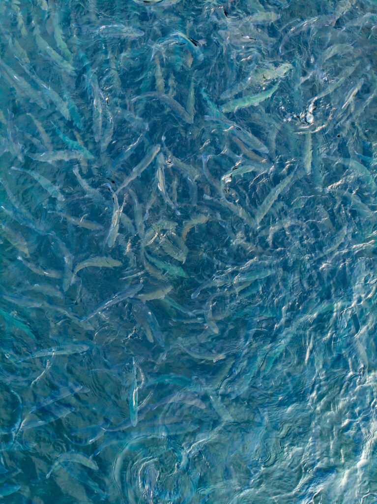 Farmed Fish - Impact of Tailored and Objective Welfare Assessment