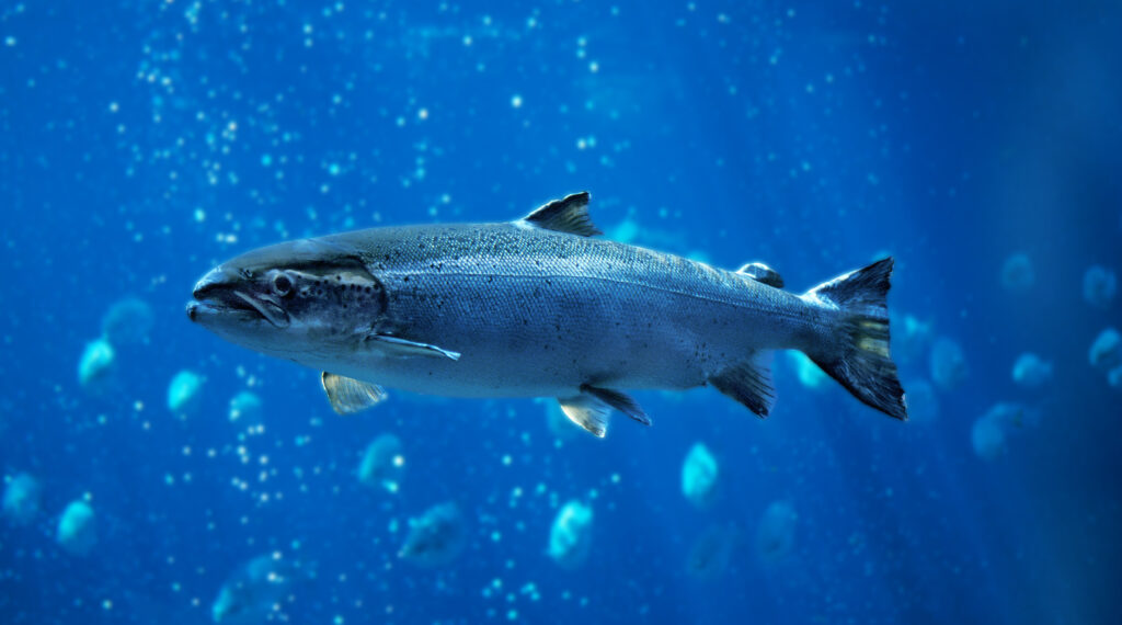 About ProFishCare -Atlantic salmon representing ProFishCare’s mission to make fish welfare measurable and sustainable in aquaculture.