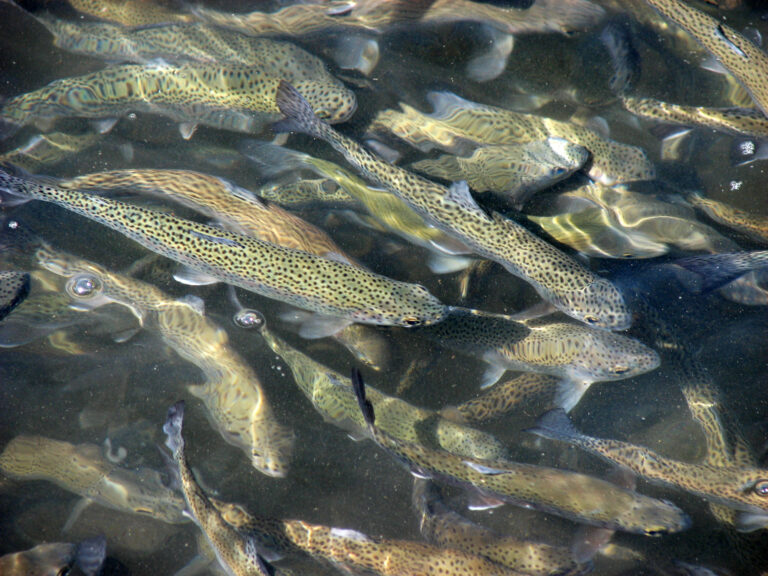 About ProFishCare -Fish Welfare Assessment in Aquaculture